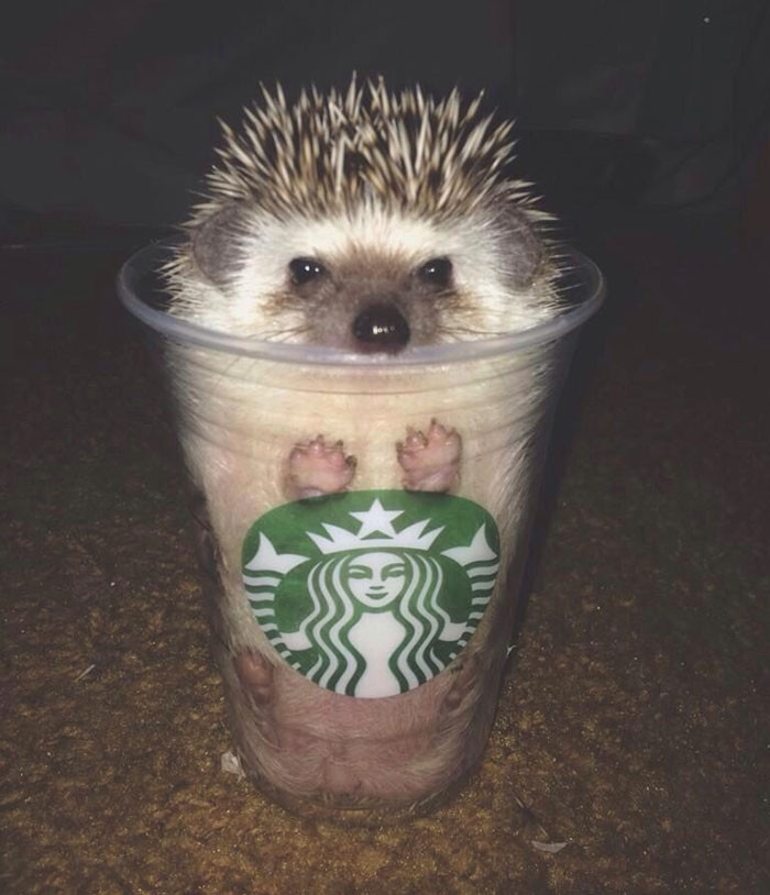16. One cup of hedgehog special coming right up