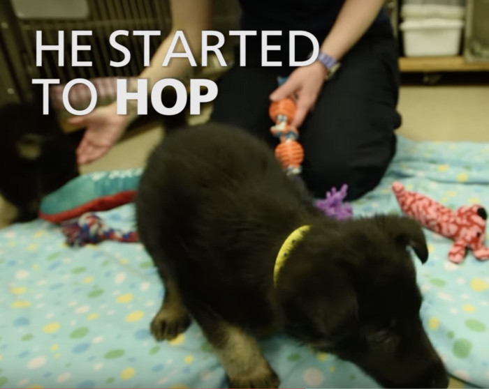 Soon enough, he began testing the strength of his front legs and tried to hop his way around