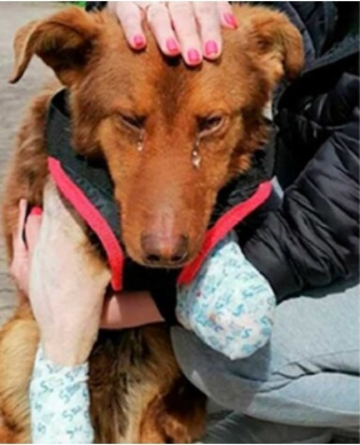 Russian Animal Rescuer Oksana Savchuk Has Years of Expertise and an Unending Affection for Helpless Tiny Creatures