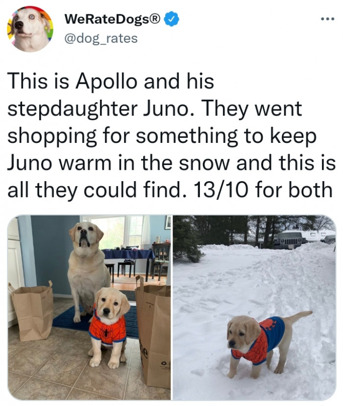 9. Here is Juno, and he sported a very super but not very practical yet still cute snowsuit.