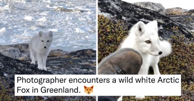 Some of the Best and Funniest Tweets Featuring Animals Have Been Collected Together for You