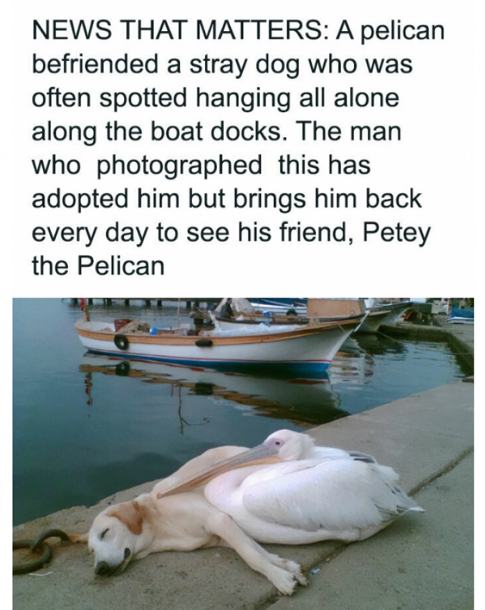 8. Dog has a bird BFF.