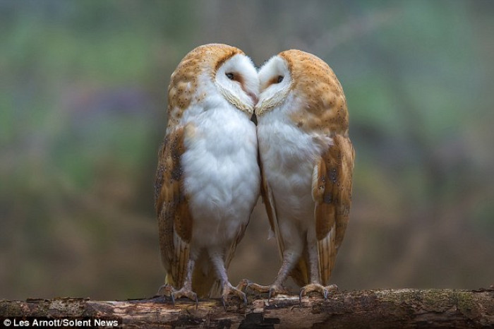 A touching moment happened between two barn owls.