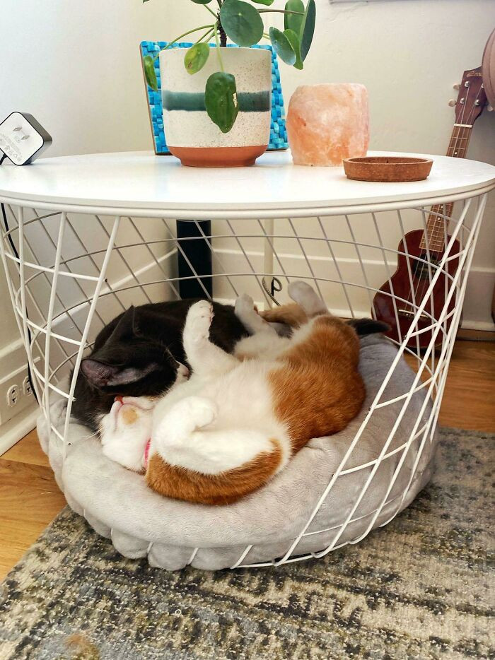 2. A cute pet crate for the dog (and cats) made from a Kvistbro table