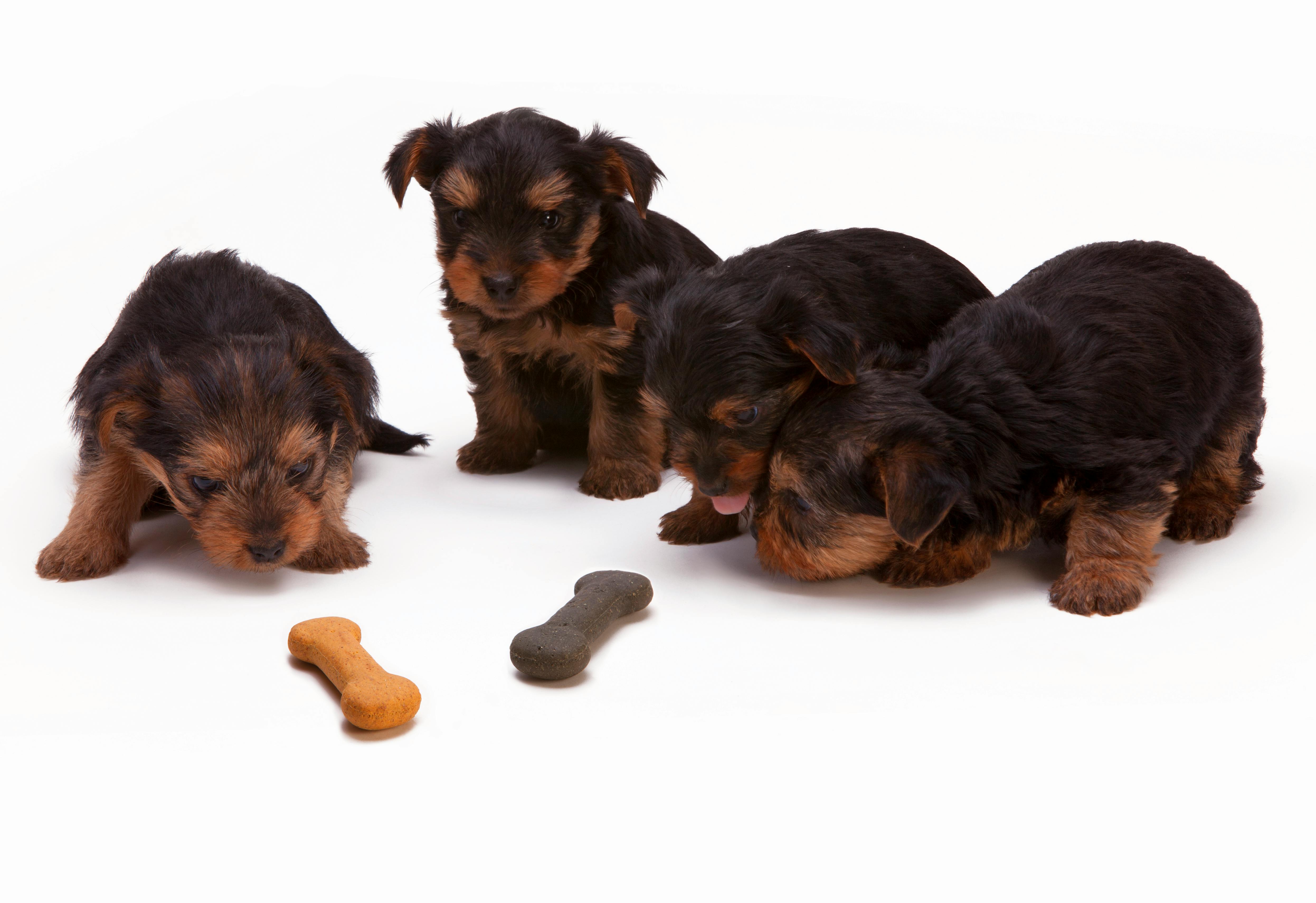 Experts are urging caution after alarming concerns were raised about one of the most popular types of dog chews on the market.