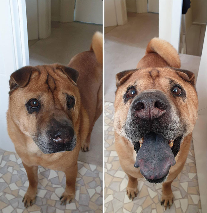 25. “My 13 Yr Old Shar-Pei Before And After I Tell Him He’s A Good Boy”