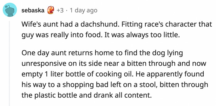Another dachshund that got into a shopping bag only to gobble every last bit of cooking oil it could find