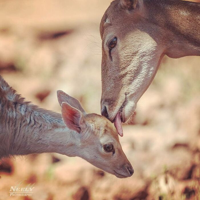 "Baby fallow deer getting spit-bathed by mom."