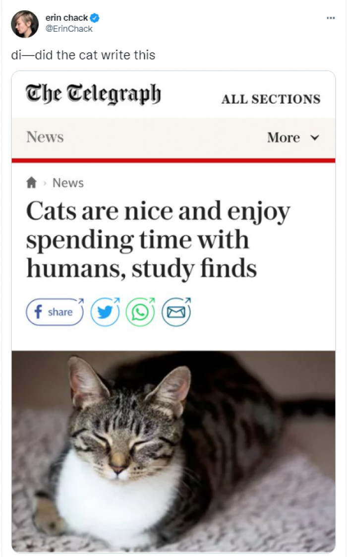 22. A cat 100% wrote this