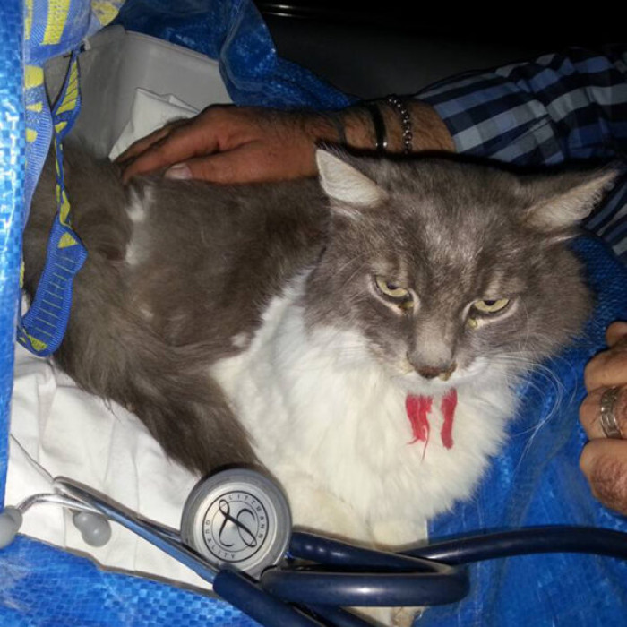 A 6.2 Magnitude Earthquake hit Rio San Lorenzo, Italy, and people were astonished to find Rocco alive.