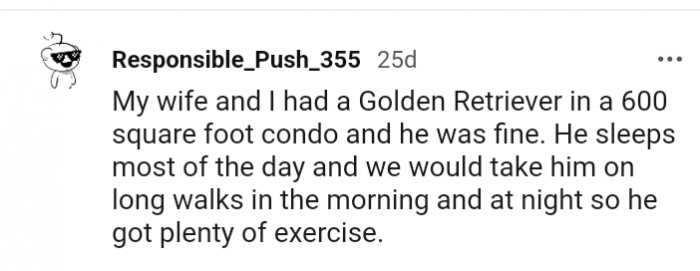 This Golden Retriever sleeps most of the day away