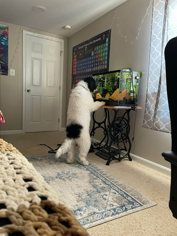 7. This doggo clearly just likes looking at the fishes