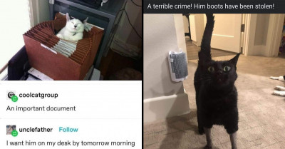 If You Can't Get Enough of Cats, Here Are 31 Memes and Posts of Hilarious Feline Glory