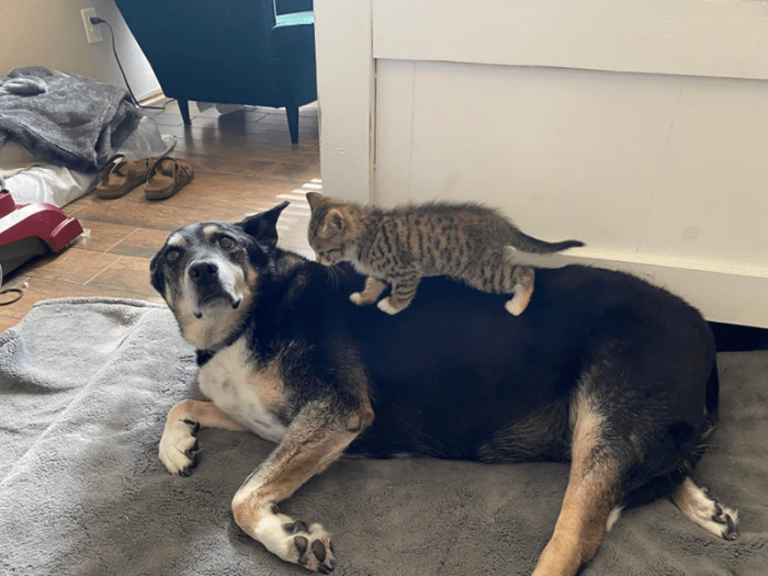 11. "My 12-year-old dog with my 12-week-old kitten."