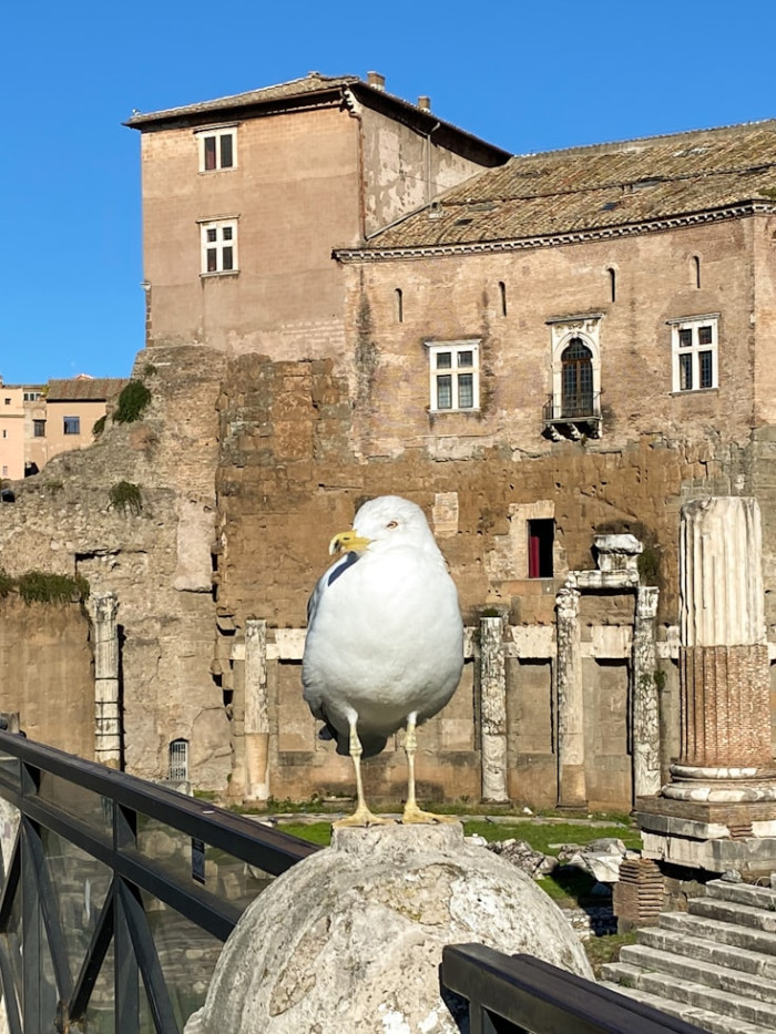 Why Some Birds Live for Decades