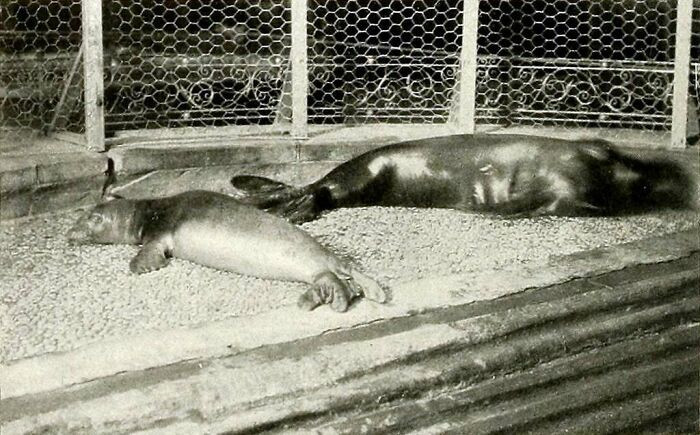 Caribbean Monk Seal - Extinct 1952