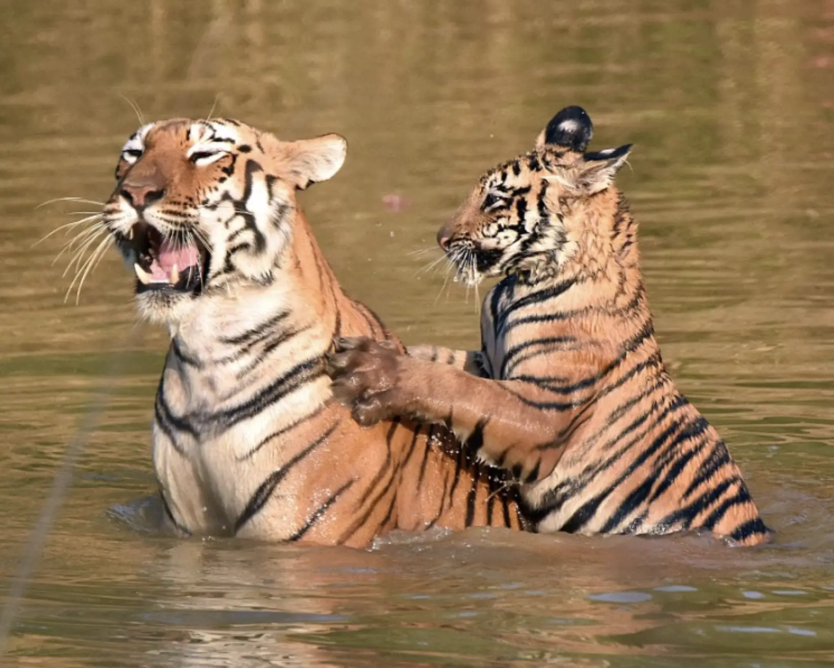 The mother tiger patiently lets her cub mistake bath time for playtime.