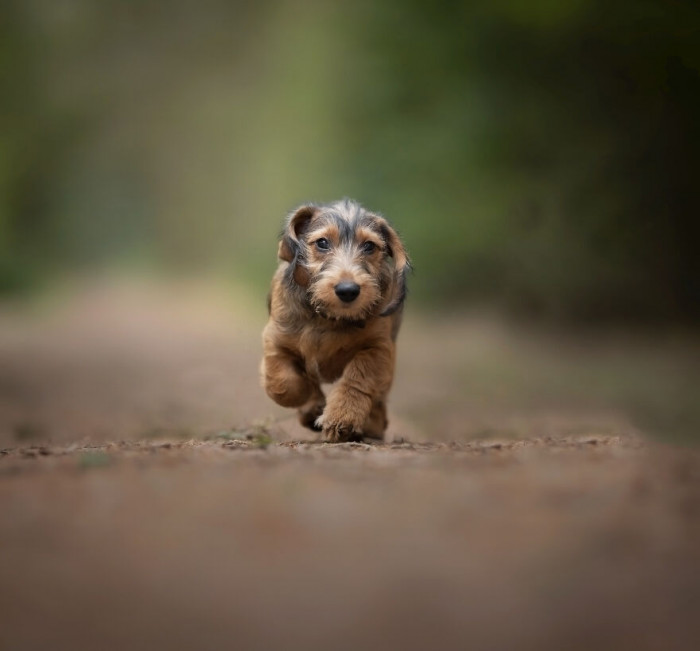 15. So sweet! Caught him in a trot!