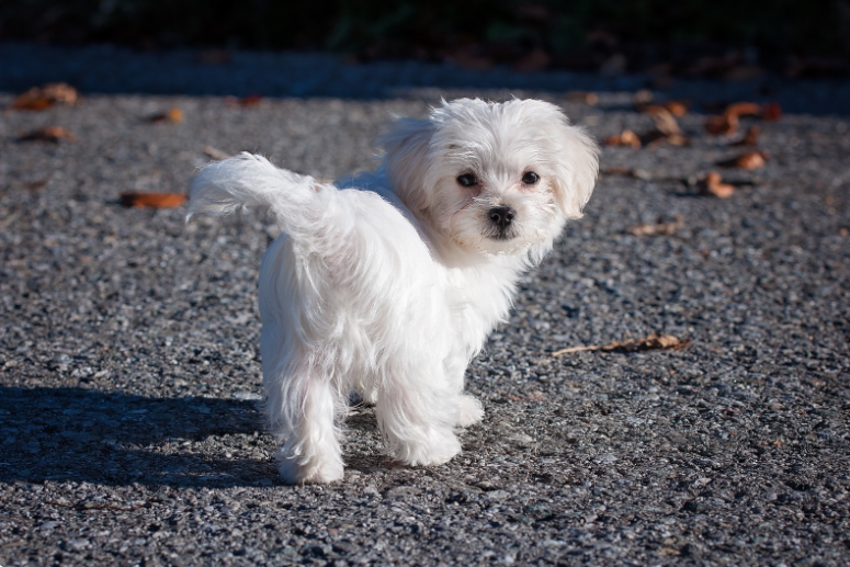 A dog's breed can influence its temperament.