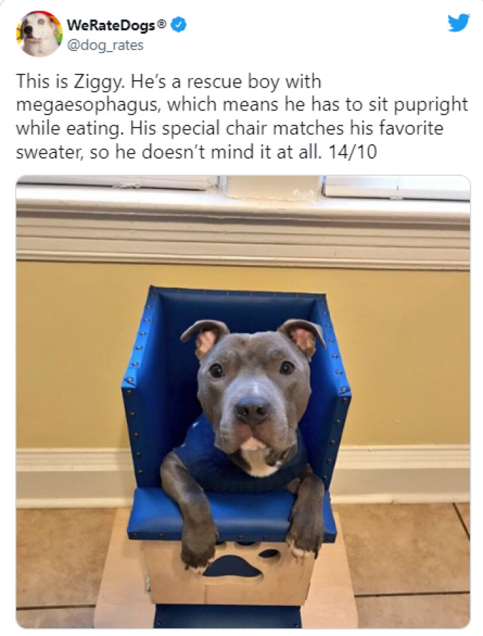 1. Ziggy has his own color-matched dinner chair