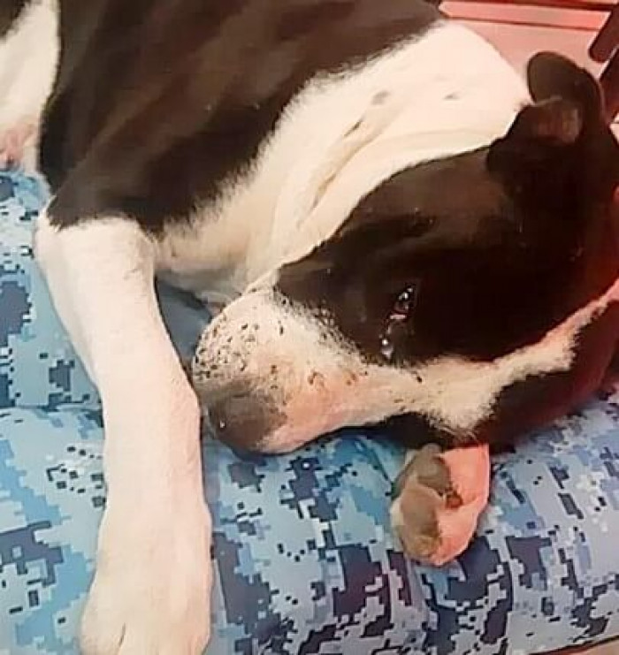 When they gave him his first bed, he fell into a deep sleep