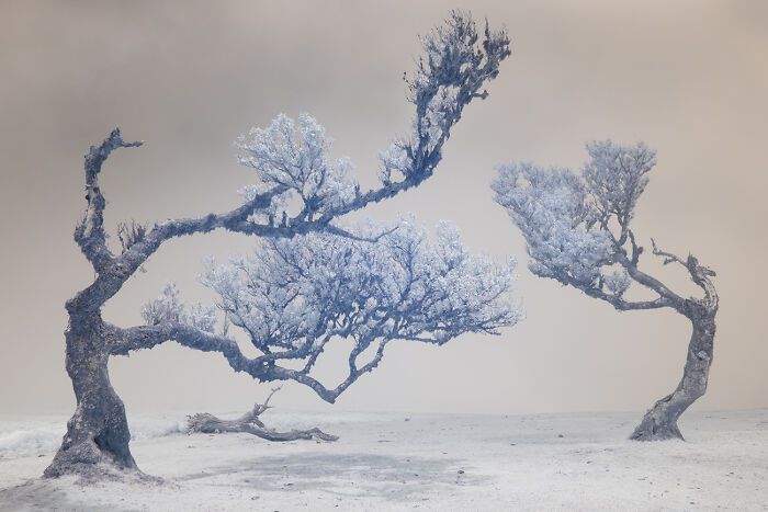 Vira Laurisilva From The Series 'Flora Da Madeira' By Nat Coalson