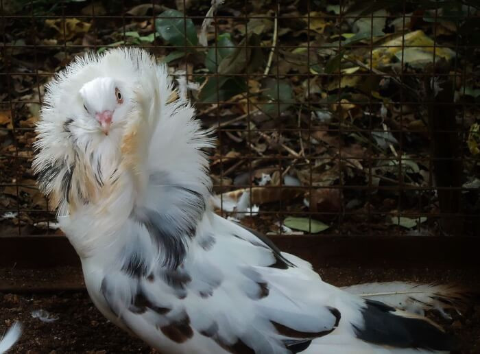 12. The Jacobin Pigeons breed