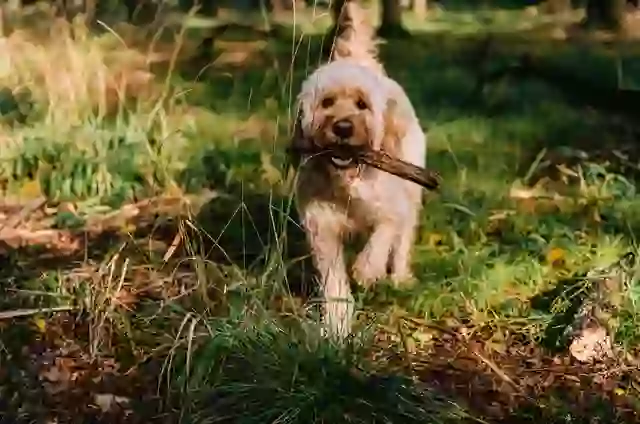 Sticks can pose serious risks to dogs.