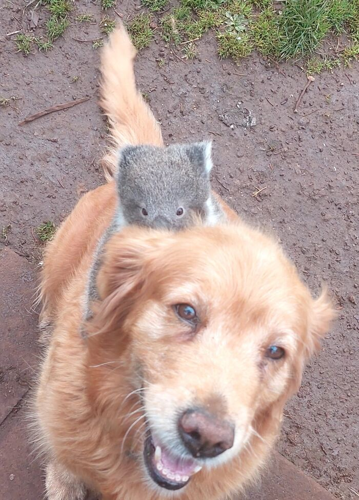 Everyone knows dogs are man’s best friend, but they’ve got plenty of love for other animals too