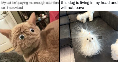 These 18 Hysterically Funny Tweets About Cats And Dogs Will Definitely Make Your Day