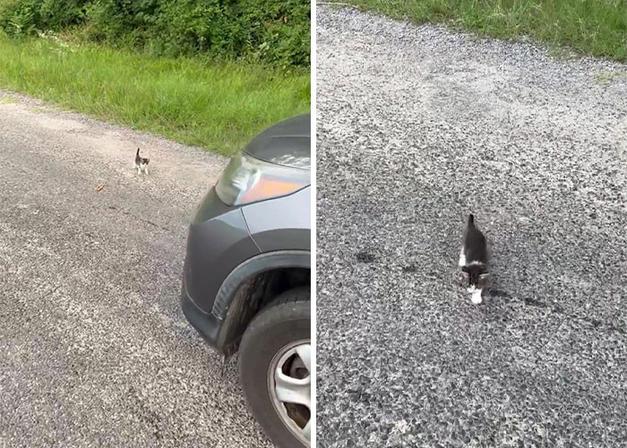 While driving to a shooting range, a man named Robert noticed a black and white kitten on the side of the road. Instead of just passing by, he decided to stop and rescue the poor little one.
