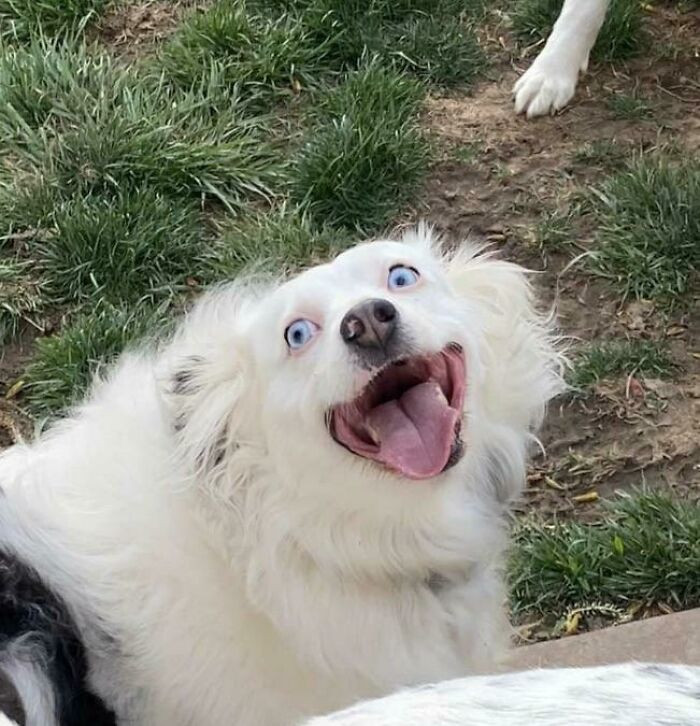 29. Her hooman has this picture hung up on the wall.