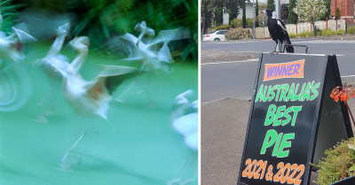 30 Of The Most Terrible But Hilarious Bird Pictures That Will Surely Make You Laugh Out Loud