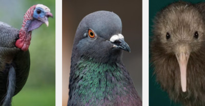 Can Birds Smell? The Myth and the Evidence