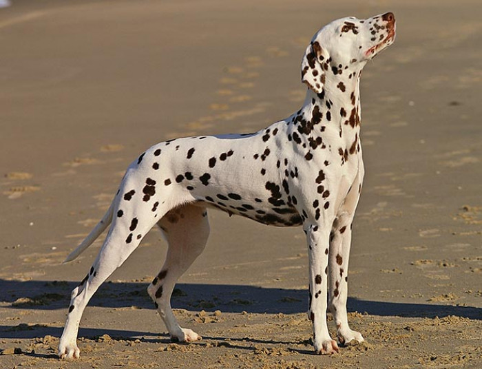 20. Dalmatian