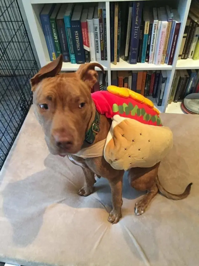 Staffie dog wearing bear costume, tongue out, striking playful posture outdoors