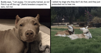 Dog Owners on Twitter Are Astounded by This Brilliant Doggo Who Trashed Her Own Poop Bag (Video)