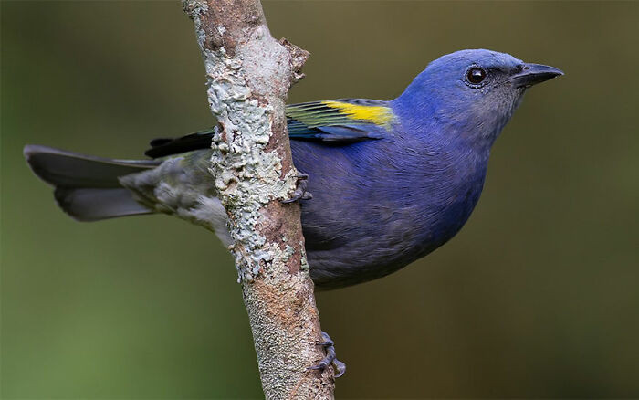 Golden-Chevroned Tanager