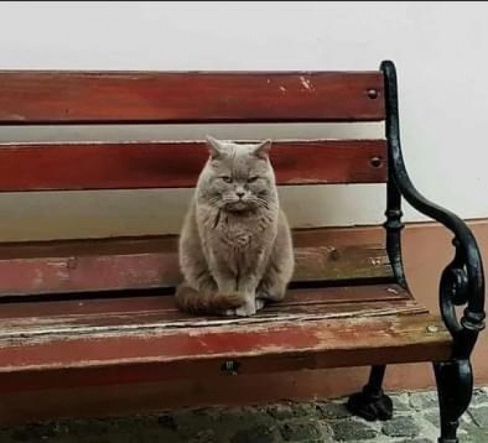 17. I am king, so you all are my servants