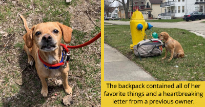 This Poor Dog Was Found Tied To A Hydrant With A Backpack Full Of All Her Things And Toys