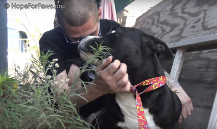 He loves the two dogs and wanted to bring them home with him so badly