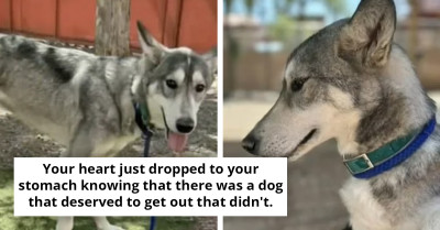 Dog-Loving Redditors Facepalm As Shelter 'Accidentally' Euthanizes Its Third Victim