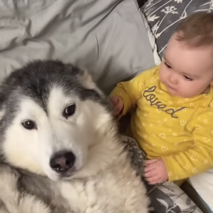 Millie, the fluffy Husky, can be seen here with Daisy as they snuggle together in the blankets.