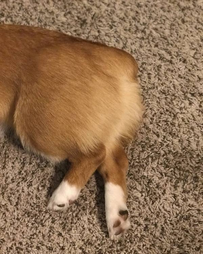 25. I'm implying a theory that Corgis are composed of multiple kinds of foods now that we know their butts are peaches and as you can see here (clearly,) their legs are drumsticks. I'm sure this will be a phenomenal PhD thesis.