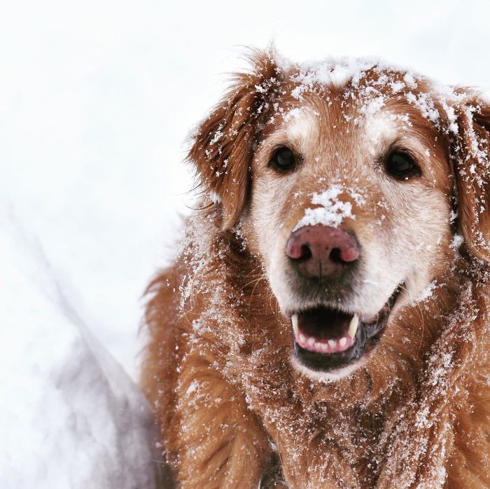 18. “My 14-Year-Old Golden Retriever, Still Wanting To Play Like A Puppy”