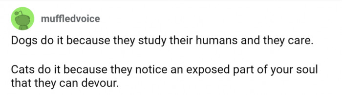 Dogs: beacuse they care. Cats: because they care about your weaknesses