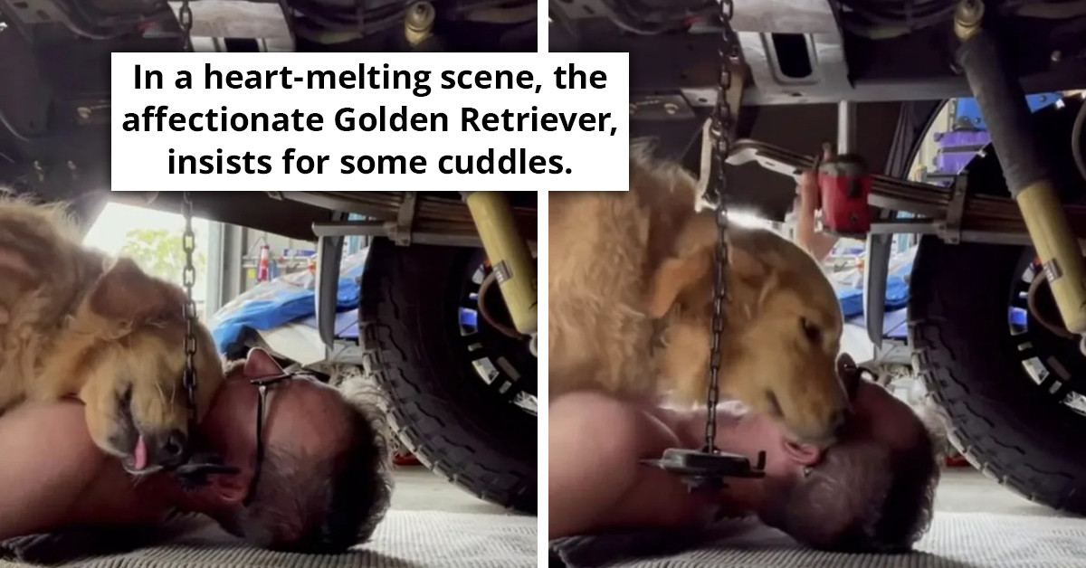 Golden Retriever Dog Crawls Under Her Mechanic Dad’s Car To Give Him Some Much-Needed Hugs