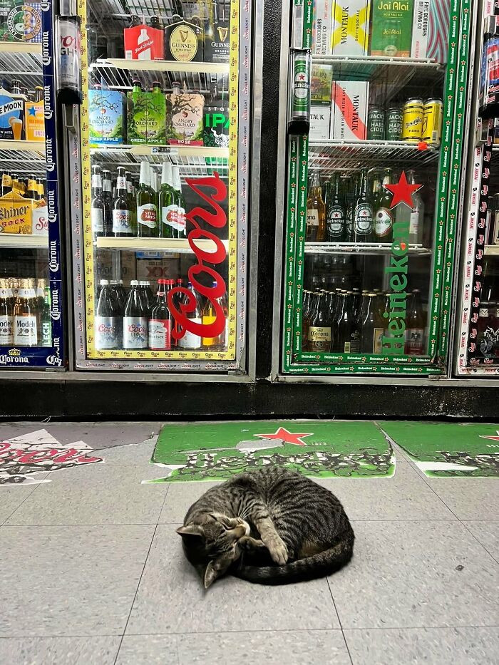 39. At least the cat isn’t stuck in the fridge