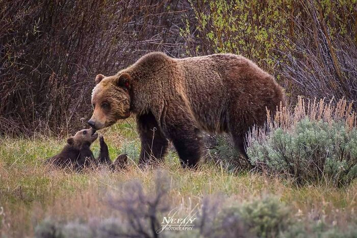 "Grizzly mom playing with one of her cubs."