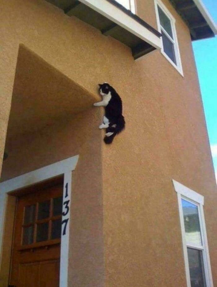 35. Neighborhood Spider-Cat strikes again.